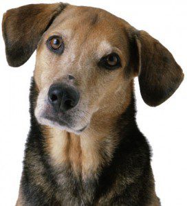 Service Dogs for Diabetes Service Dogs for Diabetes