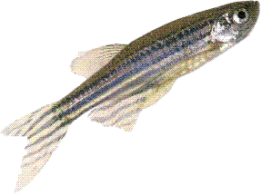 Zebrafish, Zinc and Diabetes